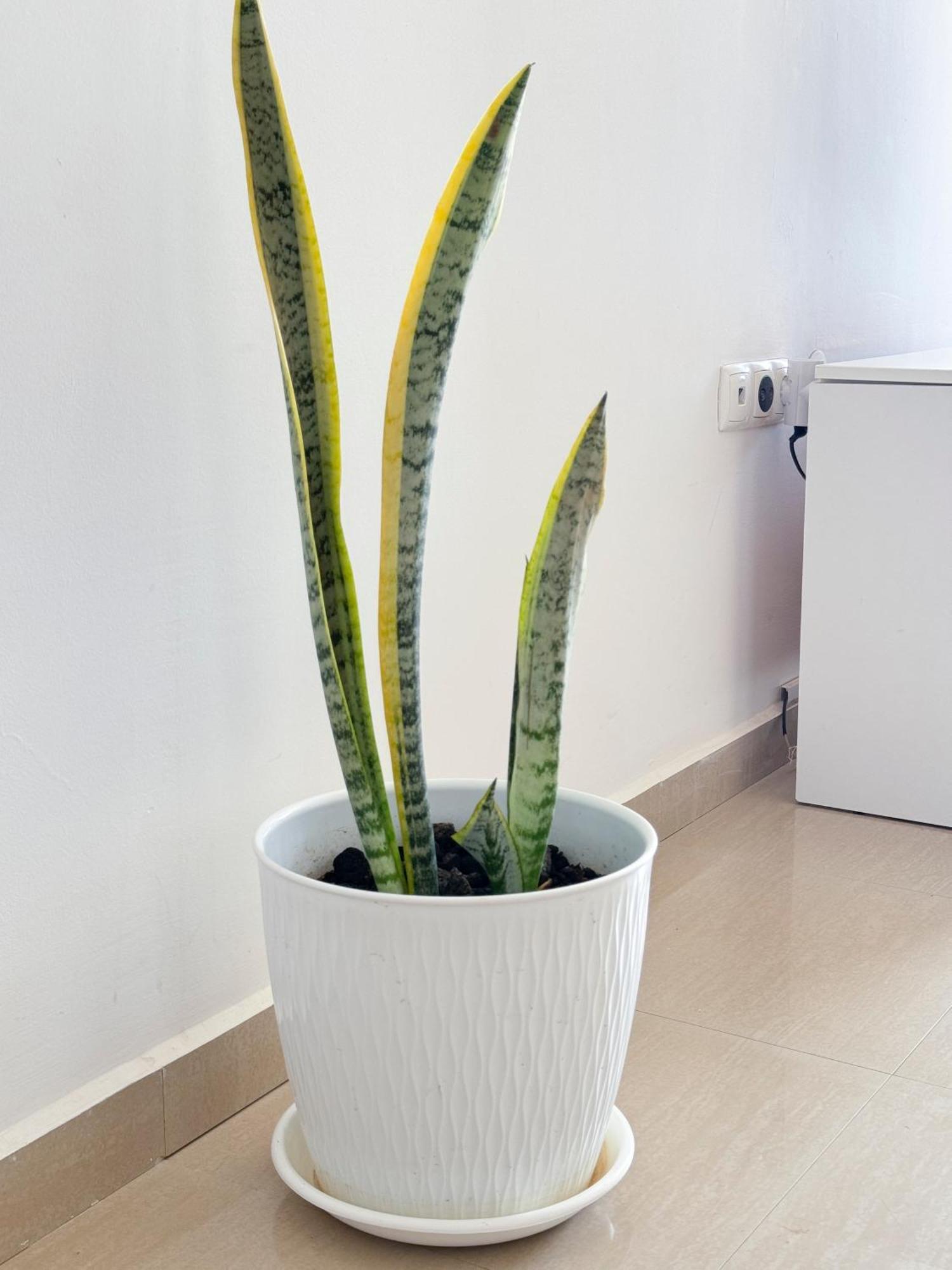 3 Bedroom Apt, Free Wifi & Ac, Cidadela - Lcgr Praia Exteriör bild
